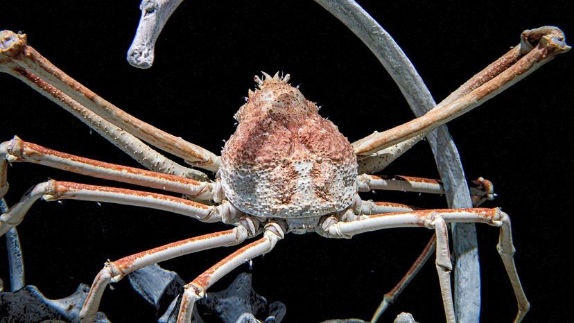 Japanese spider crab