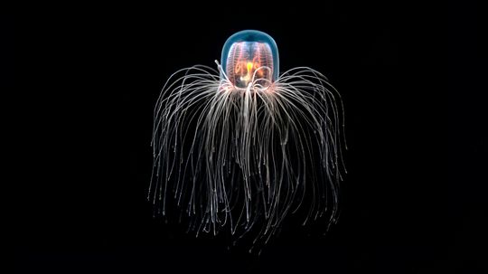 Does the Immortal Jellyfish Actually Live Forever?