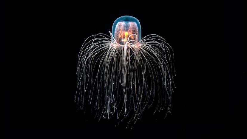 Immortal jellyfish