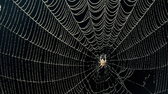 A Spider Web Is Made of Lightweight Silk Stronger Than Steel