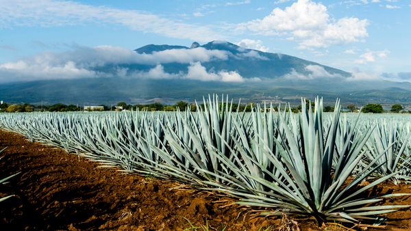 A field of agave plants with a volcano and cloudy sky in the background