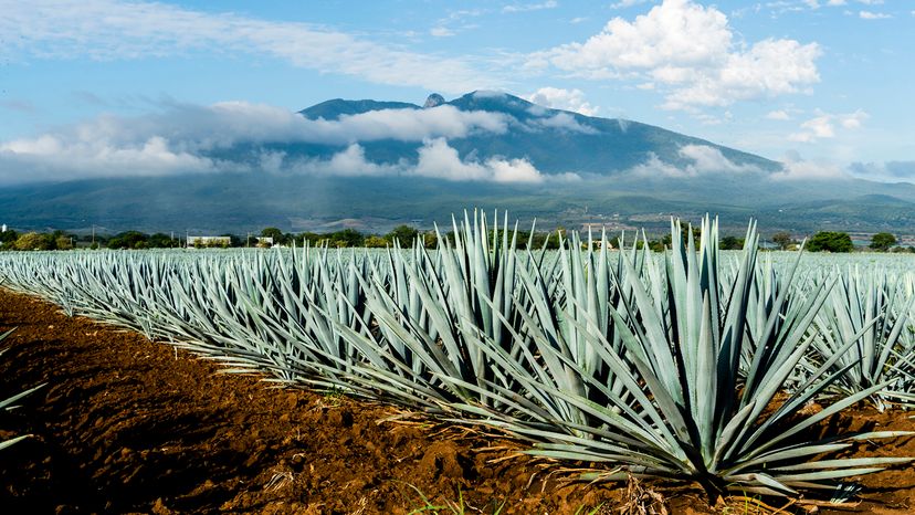 A field of agave plants with a volcano and cloudy sky in the background