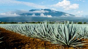 A field of agave plants with a volcano and cloudy sky in the background