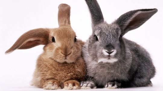 Bunny vs. Rabbit: Is There a Difference?