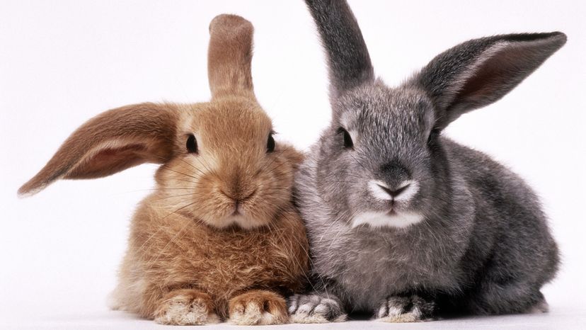 One brown rabbit beside one grey rabbit, both with long floppy ears