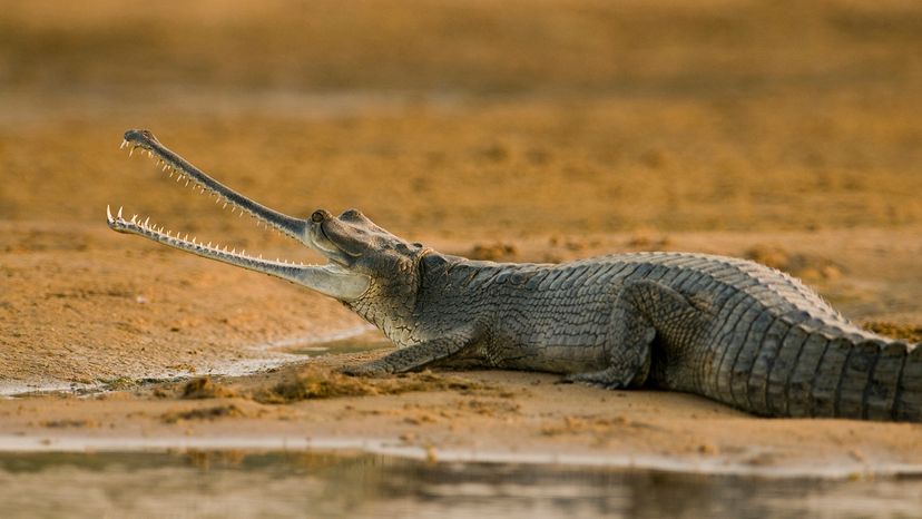 Gharial (Gavialis gangeticus) on sand-colored dirt