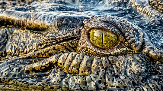 Saltwater Crocodile: Enormous and Dangerously Patient