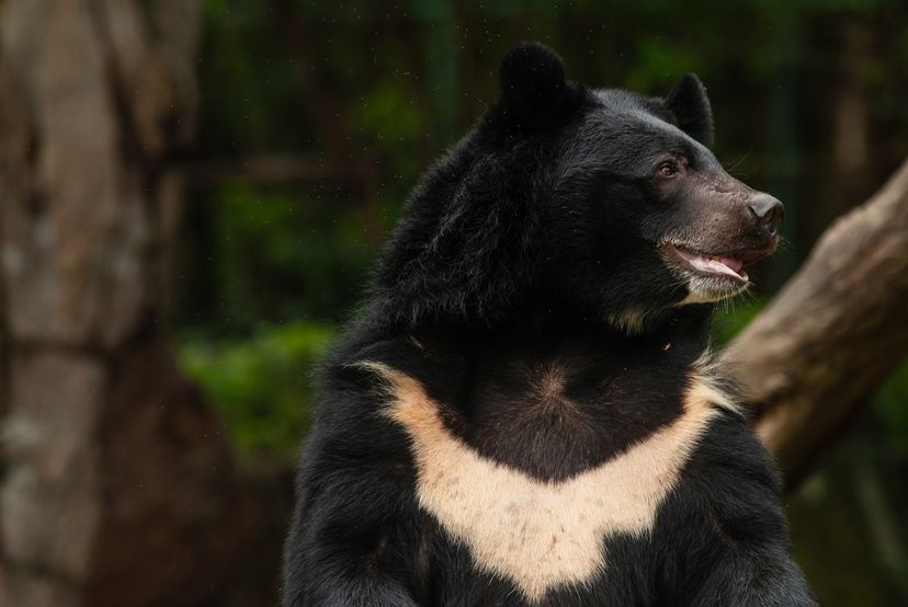 Asiatic black bear