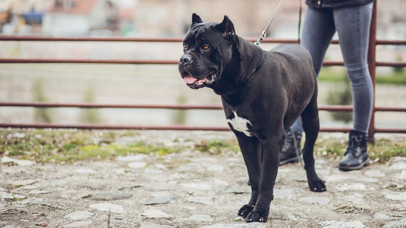 Cane Corso