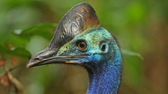 The World's Most Dangerous Bird and 9 Runners-up