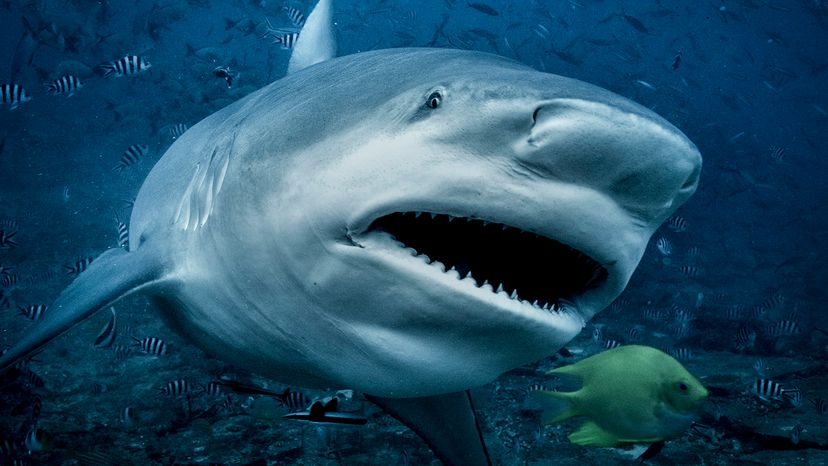 bull shark