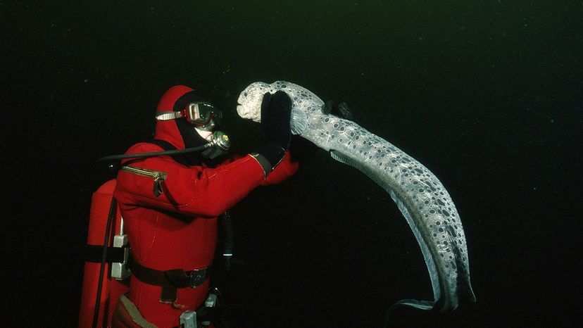 Diver with wolf eel