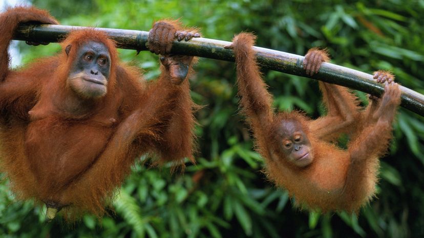 orangutans