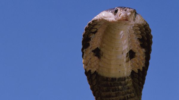 King cobra with its hood extended against a sky-blue background