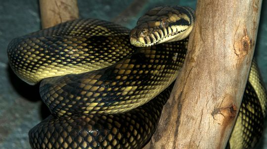 Amethystine Python: Australia's Largest Native Snake