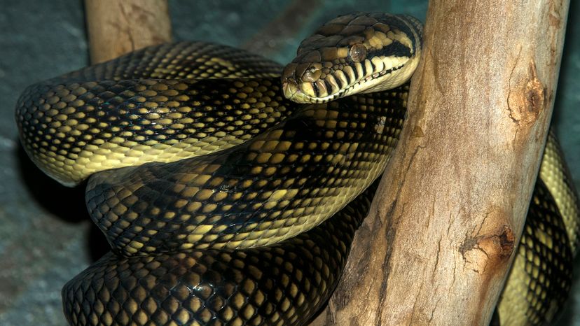 A black and green snake coils around a tree branch