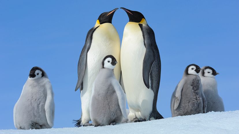 Emperor penguins