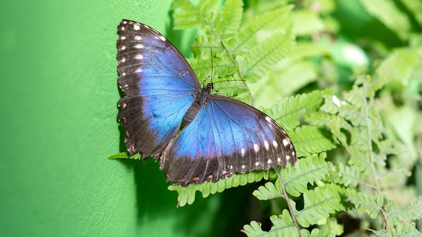 Morpho butterfly