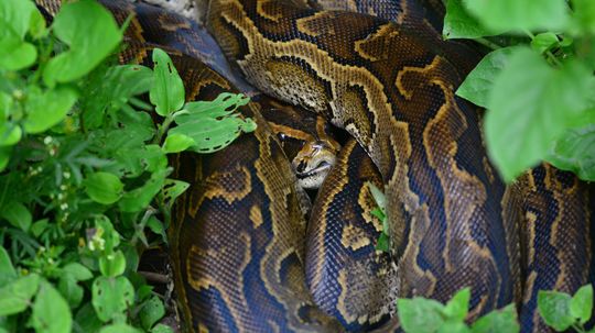 Congo Snake: Legendary Serpent or Common Python?