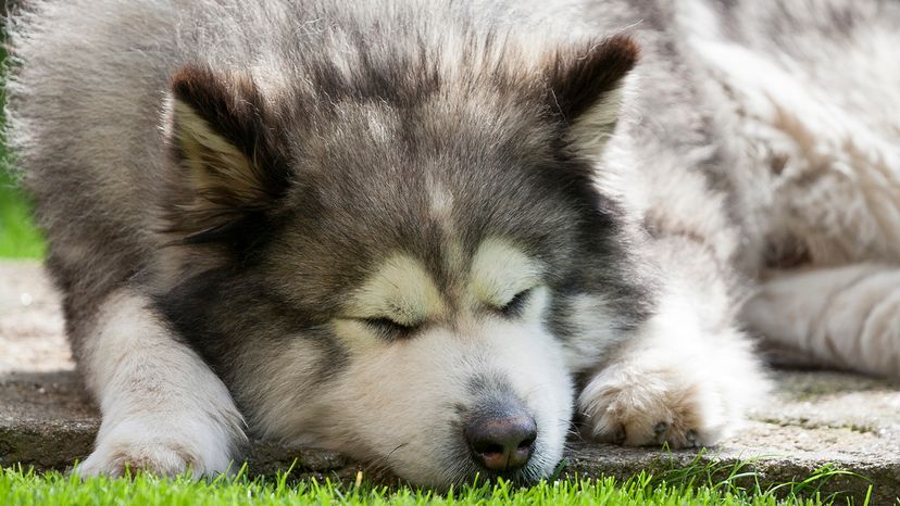 Alaskan Malamute