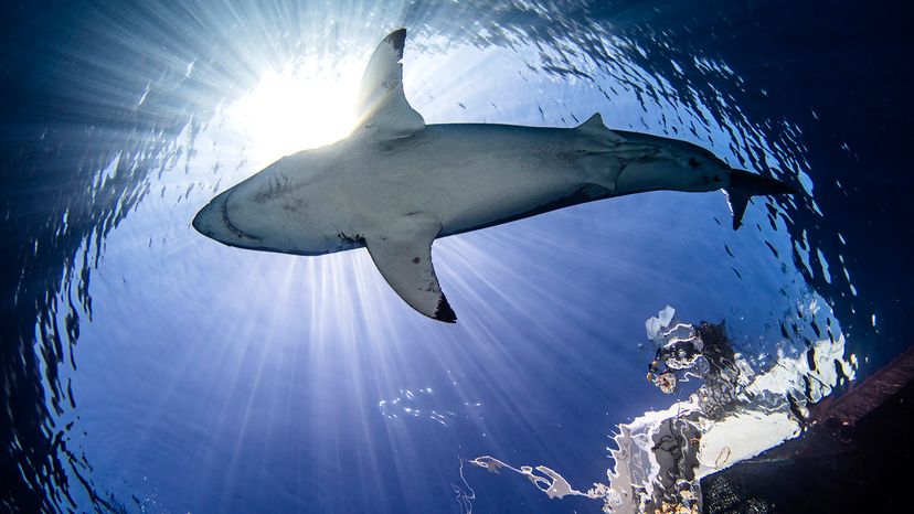 Great White Shark