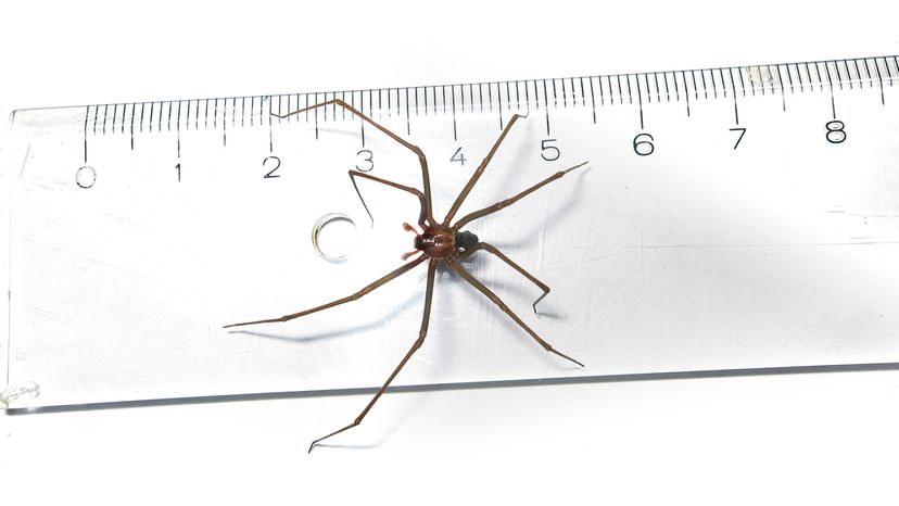 Brown recluse on a clear ruler, measuring just under 4 cm