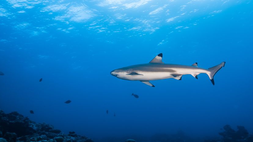 Blacktip shark