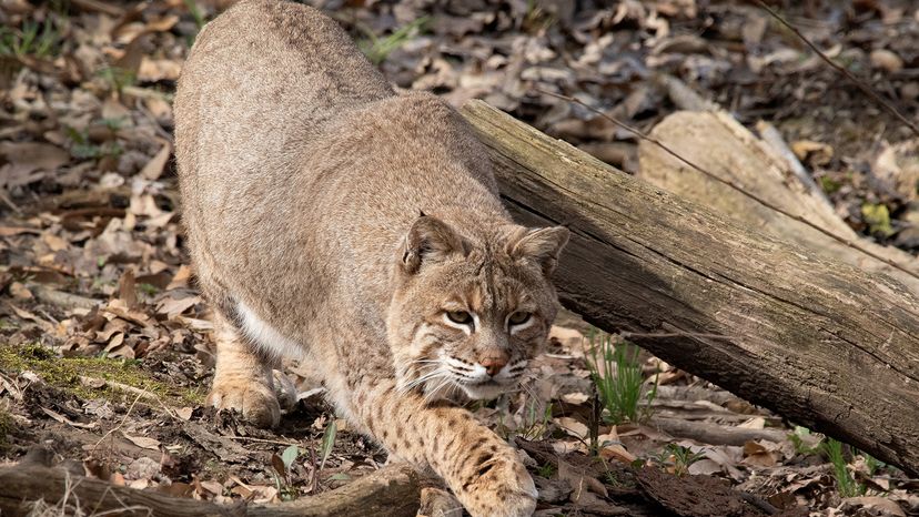 Bobcats