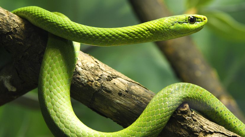 Green mamba