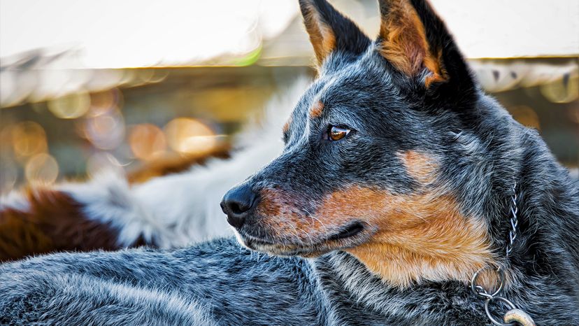 Australian Cattle Dog