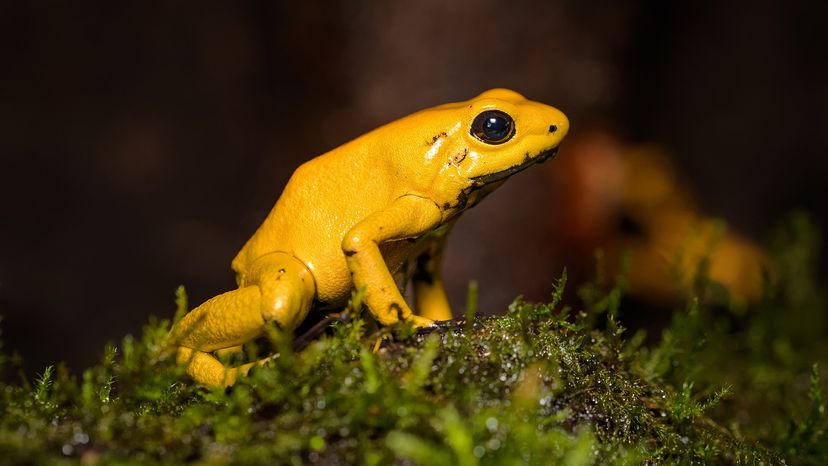 golden poison frog