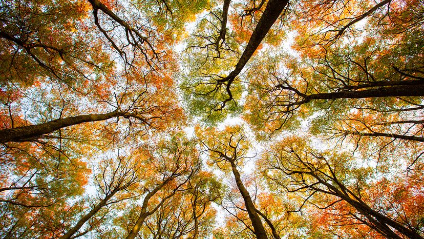 Deciduous trees