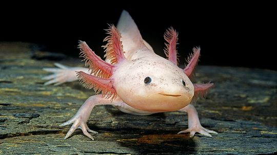 Axolotl Diet: What Do Captive Axolotls Eat?