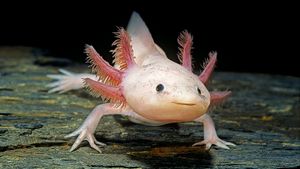 Axolotl