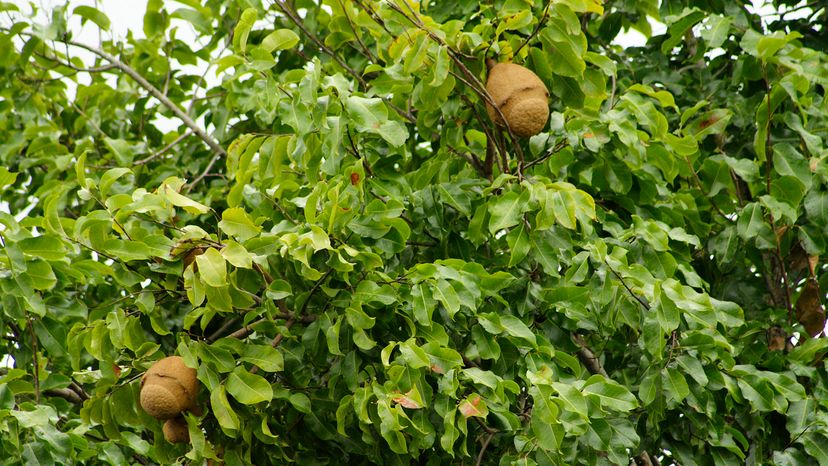 Paradise nuts