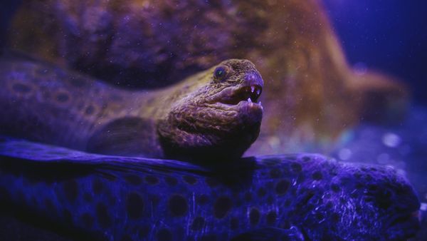 The Wolf Eel Can Chomp on Sand Dollars and Sea Urchins