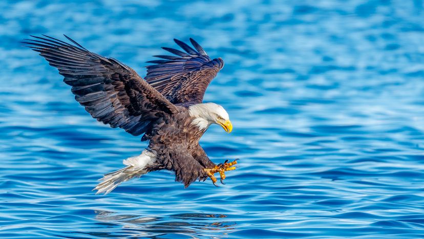 bald eagle