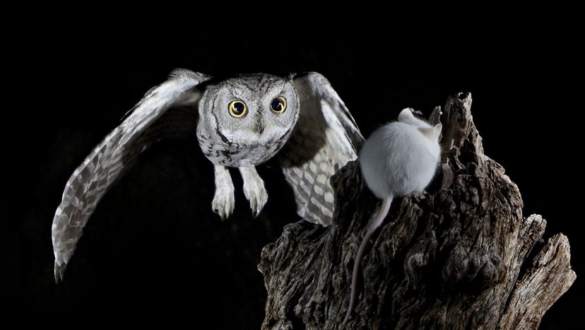 Western screech-owl