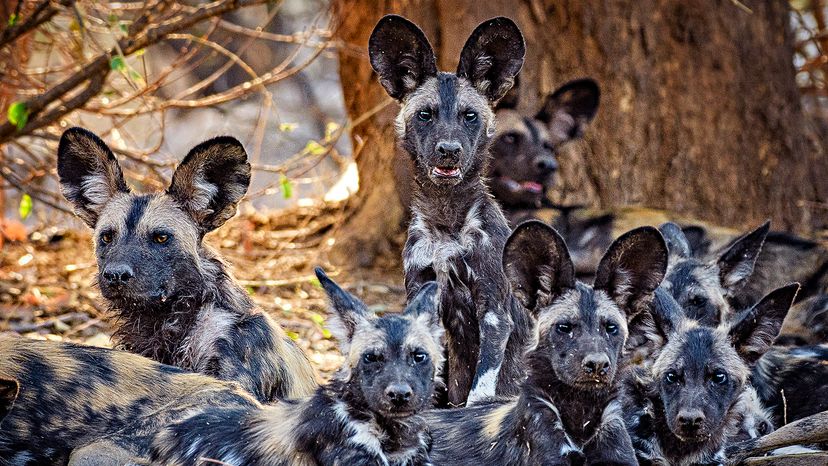 African wild dogs