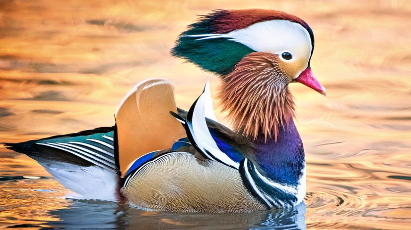 Mandarin duck