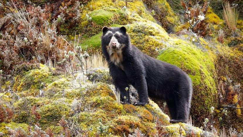 Spectacled bear