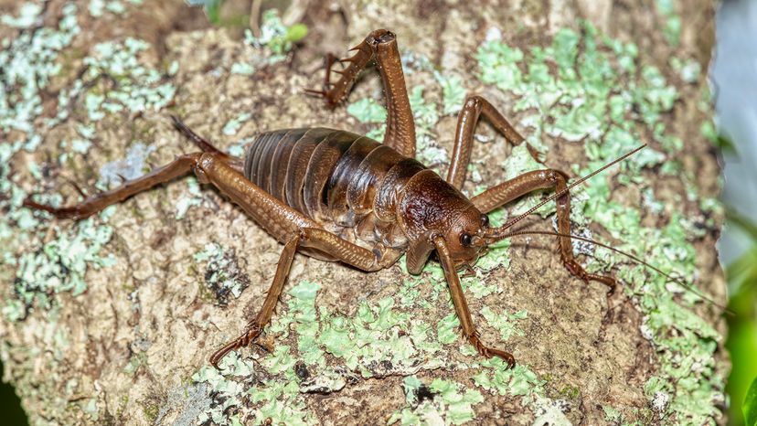 Giant weta