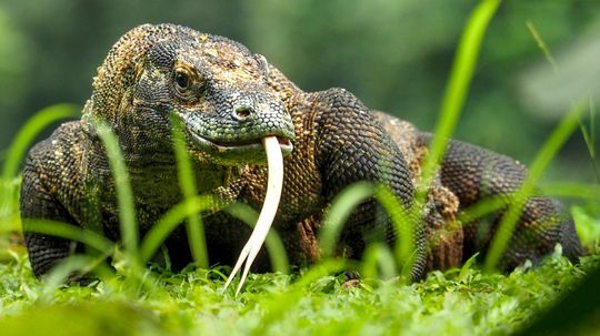 14 Big Lizards That Outsize Your Cat (and Many Dogs)