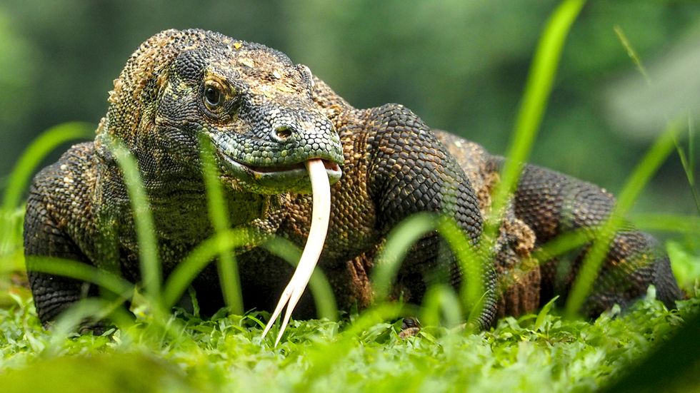 14 Big Lizards That Outsize Your Cat (and Many Dogs)
