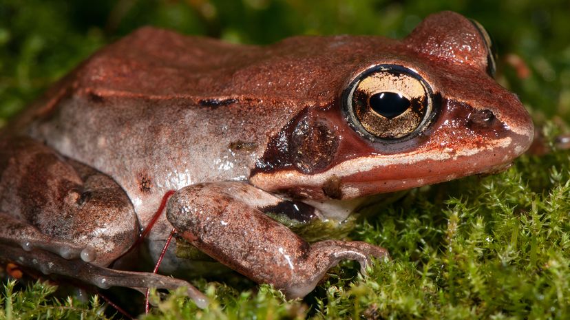 Wood frog