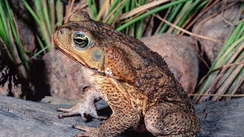 Marine toad