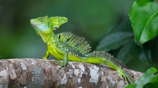 Basilisk Lizard, aka 'Jesus Christ Lizard,' Walks on Water