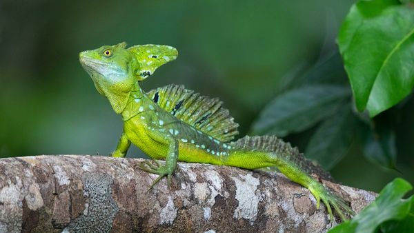 Basilisk Lizard, aka 'Jesus Christ Lizard,' Walks on Water