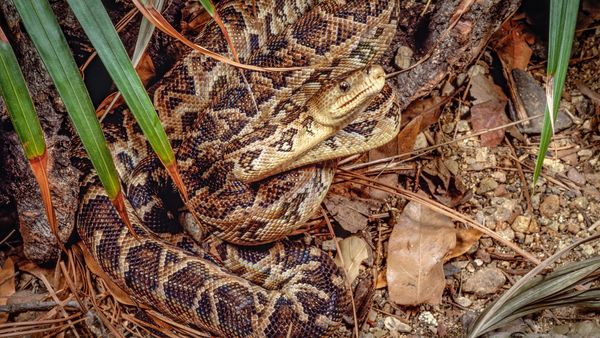 A brown snake coils on rocky terrain the same color as its scales