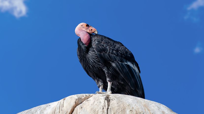 A condor with a pink head and black-feathered body against a blue sky background